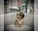 Puppy NapTime Aussiedoodle Miniature