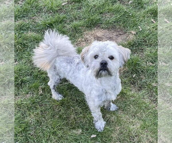Medium Photo #3  Puppy For Sale in , 