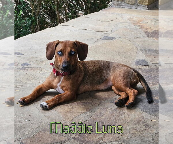 Medium Photo #3 Dachshund Puppy For Sale in San Antonio, TX, USA