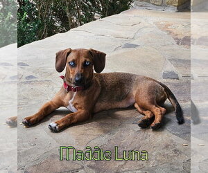 Maddie Luna - Female Dachshund Dog for Adoption - Photo #3