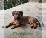 Small Photo #3 Dachshund Puppy For Sale in San Antonio, TX, USA