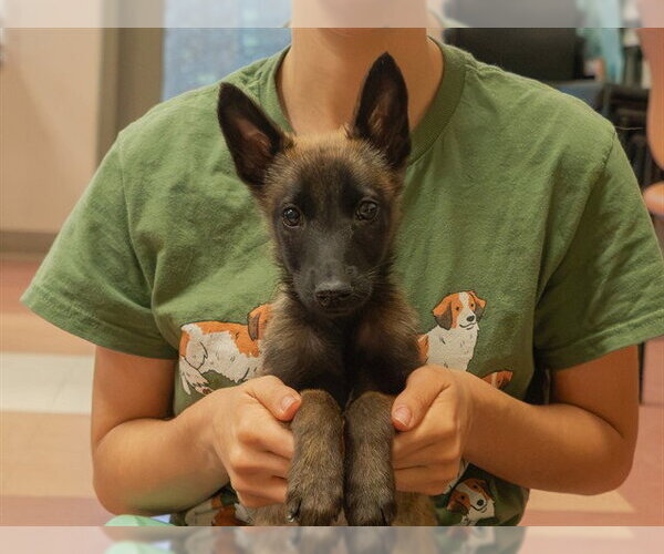 Medium Photo #2 Mutt Puppy For Sale in Martinez, CA, USA
