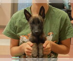 Small #1 Mutt