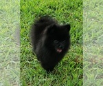 Small Photo #2 Pomeranian Puppy For Sale in OCTAVIA, OK, USA
