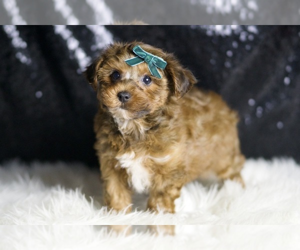 Medium Photo #5 YorkiePoo Puppy For Sale in WARSAW, IN, USA