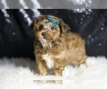 Small #4 YorkiePoo