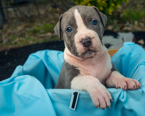 American Pit Bull Terrier Puppy for sale in MALVERN, AR, USA