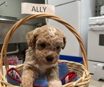 Small Photo #1 Goldendoodle-Poodle (Miniature) Mix Puppy For Sale in BEECH GROVE, IN, USA