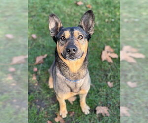 German Shepherd Dog-Unknown Mix Dogs for adoption in Riverside, CA, USA