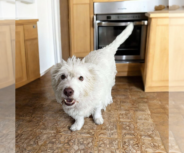 Medium Photo #1 Mutt Puppy For Sale in Vail, AZ, USA