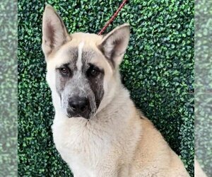 Akita Dogs for adoption in Vail, AZ, USA