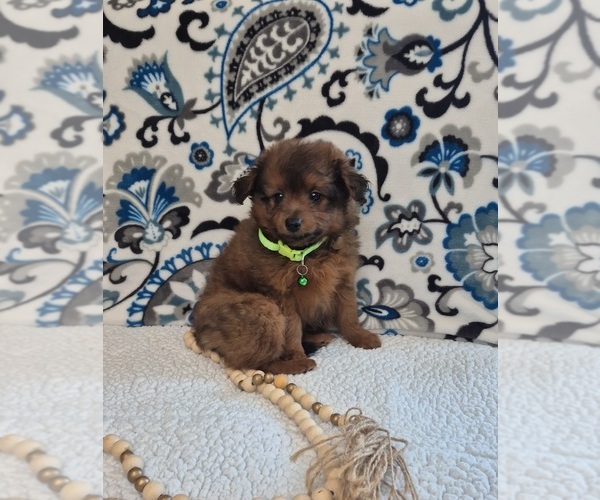 Medium Photo #1 Pomapoo (Toy) Puppy For Sale in LEWISBURG, KY, USA