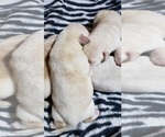 Small Photo #18 Labrador Retriever Puppy For Sale in OLYMPIA, WA, USA