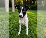 Small #3 Labrador Retriever Mix