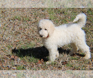 Newfypoo Puppy for sale in MIDLAND, NC, USA