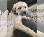 Small #2 Shih Tzu Mix