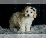 Small #2 Maltipoo (Miniature)