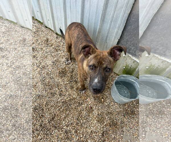 Medium Photo #6 Mountain Cur-Rhodesian Ridgeback Mix Puppy For Sale in Oakhurst, NJ, USA