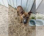 Small #5 Mountain Cur-Rhodesian Ridgeback Mix
