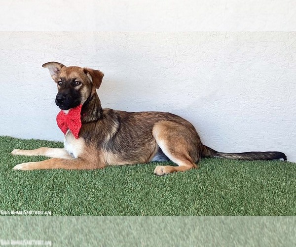 Medium Photo #2 German Shepherd Dog-Unknown Mix Puppy For Sale in San Diego, CA, USA