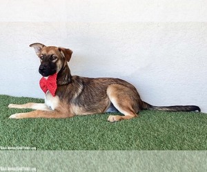 Lucille - Female German Shepherd Dog-Unknown Mix Dog for Adoption - Photo #2