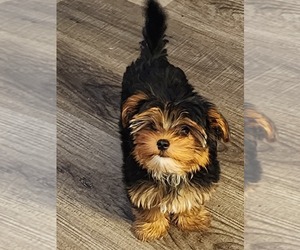 Yorkshire Terrier Puppy for sale in COLUMBIA, PA, USA