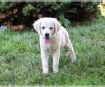 Small #3 Golden Retriever