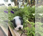 Small #10 Boston Terrier