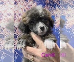 Small #3 Poodle (Toy)