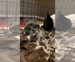 Small Photo #11 French Bulldog Puppy For Sale in CERES, CA, USA