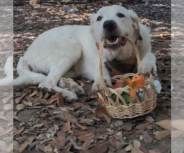 Medium Photo #3 Great Pyrenees Puppy For Sale in Bend, OR, USA