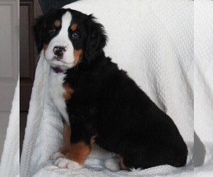 Bernese Mountain Dog Puppy for sale in FREDERICKSBURG, OH, USA