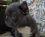 Puppy Puppy 6 Galaxy French Bulldog