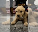 Small Photo #1 Golden Retriever Puppy For Sale in ABERDEEN, ID, USA