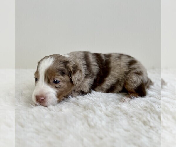 Medium Photo #10 Aussiedoodle Miniature -Miniature Bernedoodle Mix Puppy For Sale in CULPEPER, VA, USA