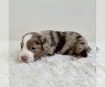 Small #1 Aussiedoodle Miniature -Miniature Bernedoodle Mix