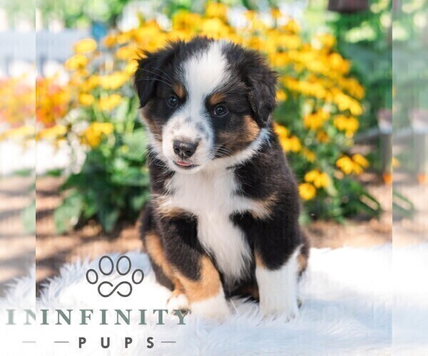 Medium Photo #3 Miniature Australian Shepherd Puppy For Sale in REBERSBURG, PA, USA