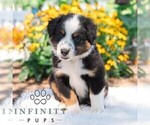 Small #2 Miniature Australian Shepherd