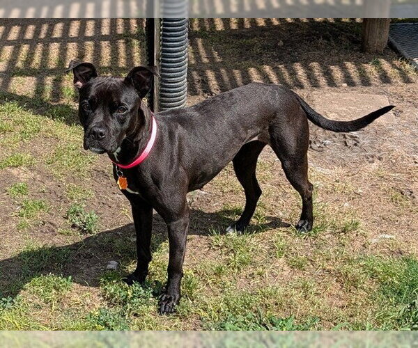 Medium Photo #1 Mutt Puppy For Sale in Plano, TX, USA