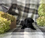 Small #1 Puggle