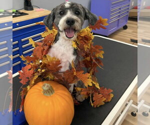 Aussiedoodle Miniature  Dogs for adoption in Spring Lake, NC, USA