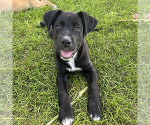 Labrador Retriever-Unknown Mix Dogs for adoption in Fargo, ND, USA