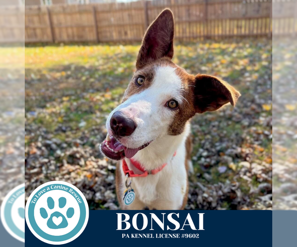 Medium Photo #2 Border Collie-Unknown Mix Puppy For Sale in Kimberton, PA, USA