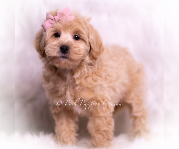 Medium Photo #64 Maltipoo (Miniature) Puppy For Sale in WARSAW, IN, USA