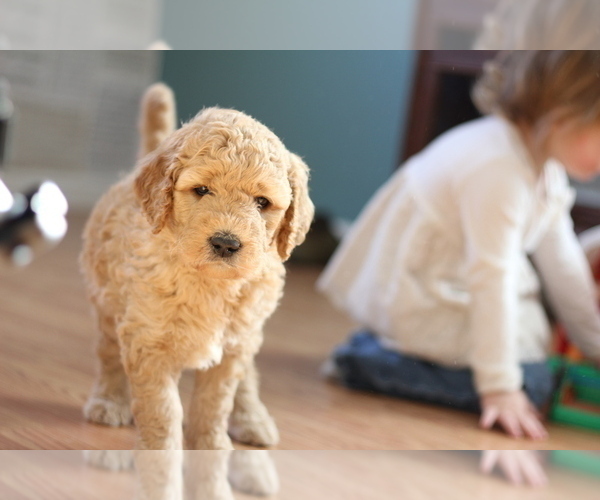 Medium Photo #1 Goldendoodle Puppy For Sale in TURIN, NY, USA
