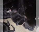 Small Photo #32 Great Dane Puppy For Sale in PIERSON, MI, USA