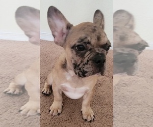 French Bulldog Puppy for sale in TAMPA, FL, USA