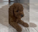 Small #2 Golden Retriever-Poodle (Toy) Mix