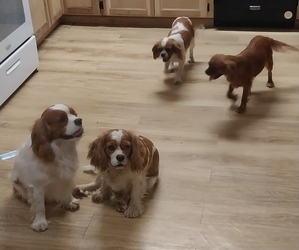 Cavalier King Charles Spaniel Puppy for Sale in STILWELL, Oklahoma USA