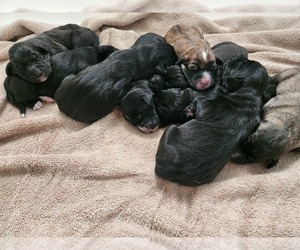 Anatolian Shepherd-Sheepadoodle Mix Puppy for Sale in ALEXANDER, North Carolina USA